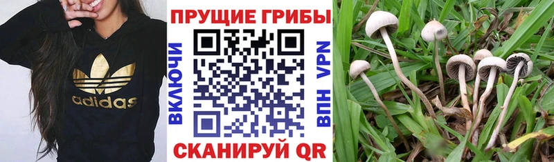 сколько стоит  мориарти телеграм  Галлюциногенные грибы MAGIC MUSHROOMS  Кстово 
